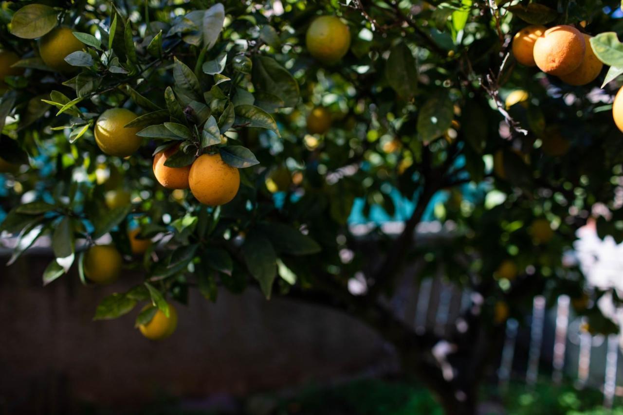 Florit Flats - The Orange Lemon Tree House *
