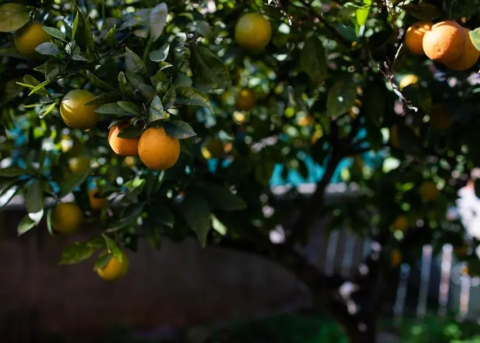 Florit Flats - The Orange Lemon Tree House